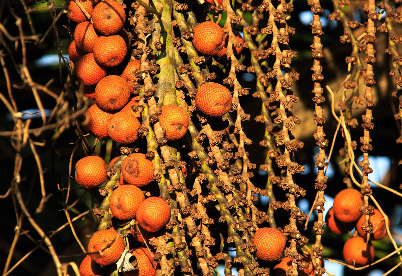 Buriti
