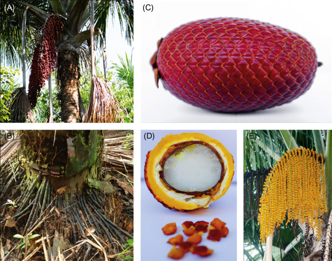 Buriti