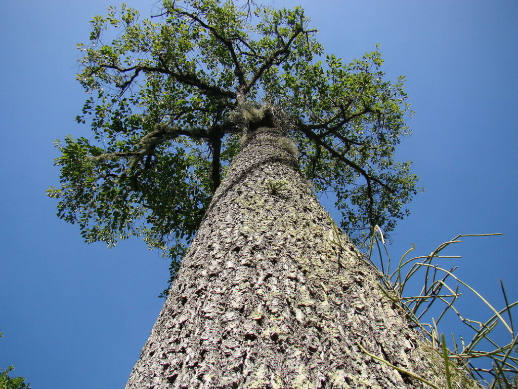 Castanha do Pará