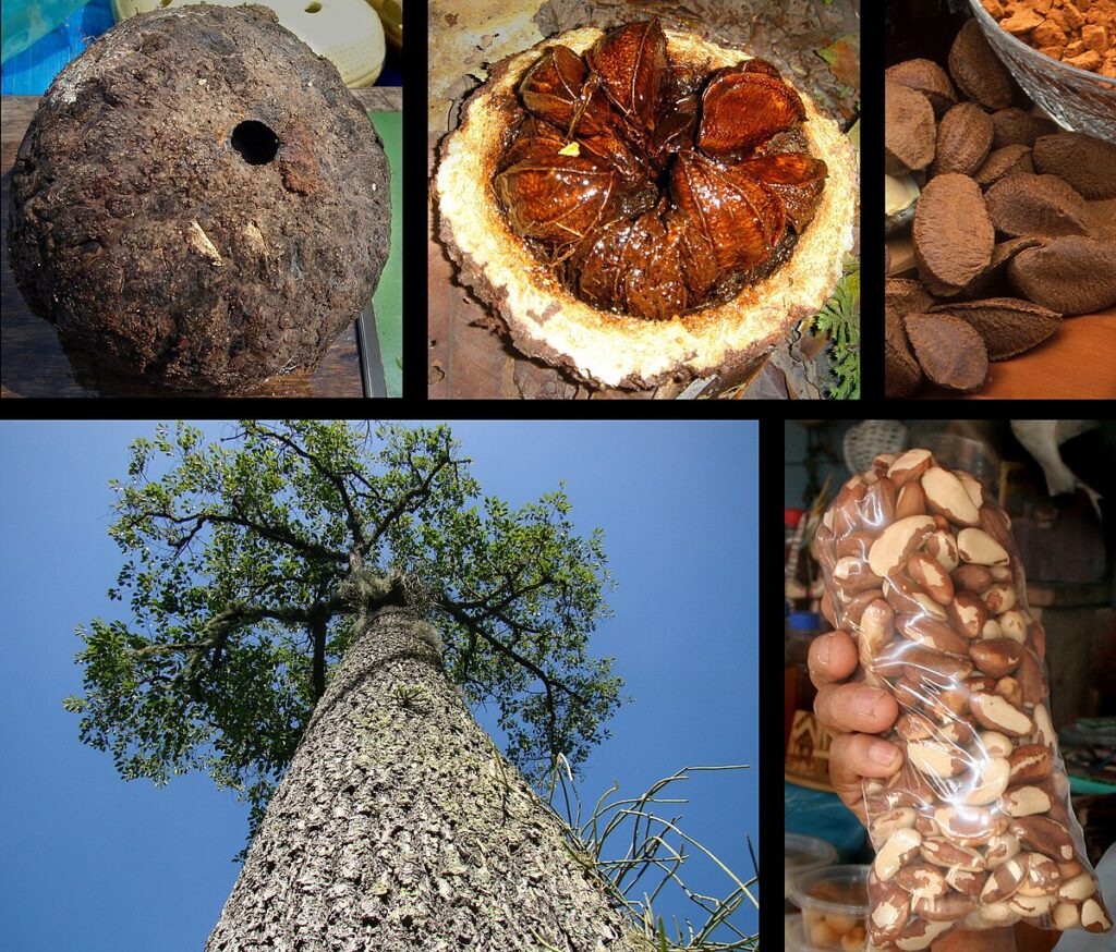 Castanha do Pará
