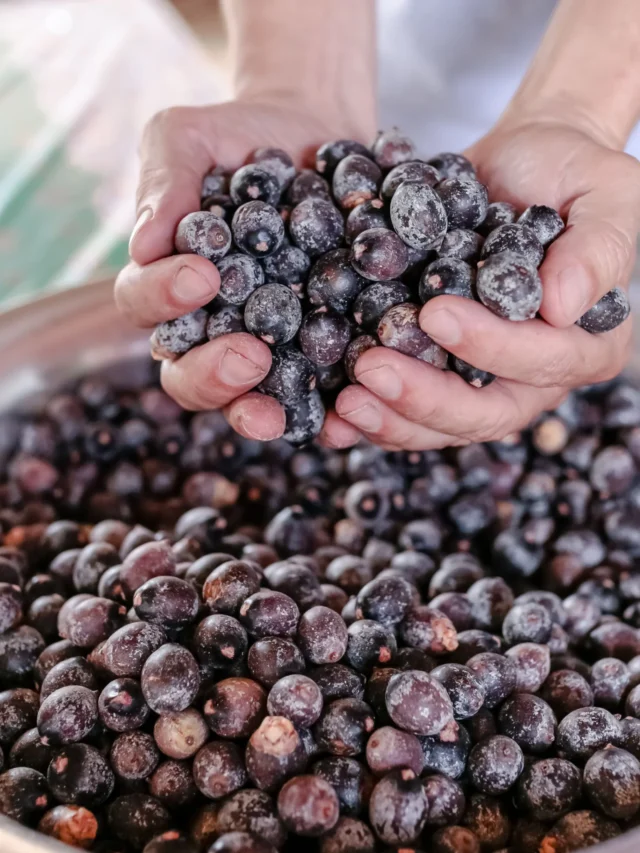 Bacaba: A Superfruta Amazônica que Vai Além do Açaí
