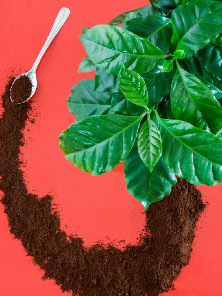 Turismo Cafeeiro no Brasil