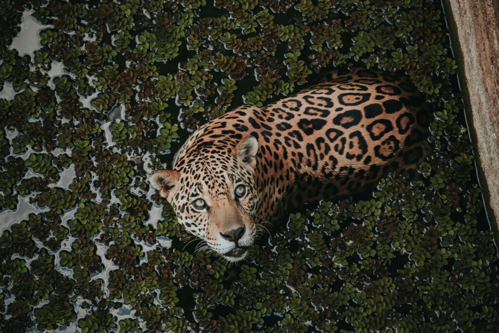 Biodiversidade da Amazônia