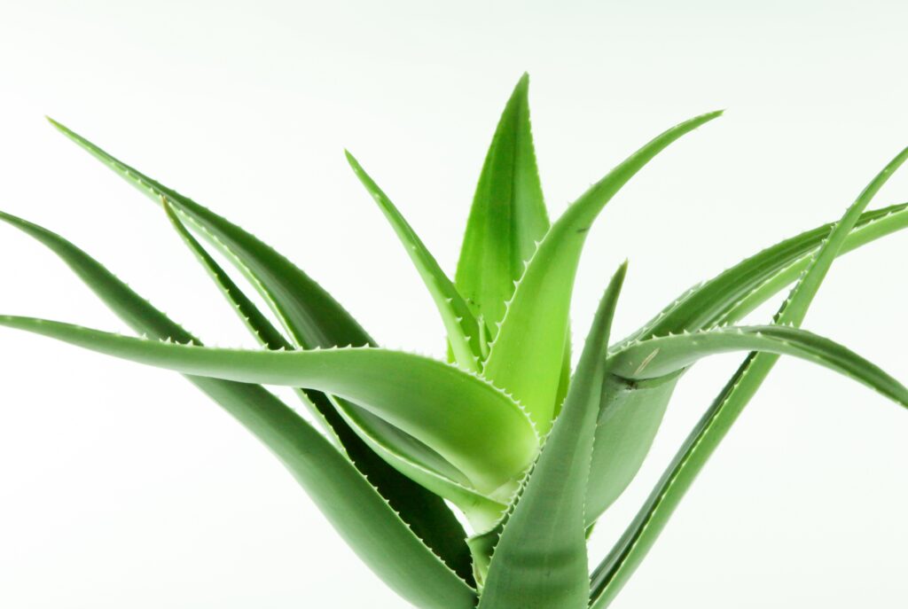 Flora Medicinal Brasileira