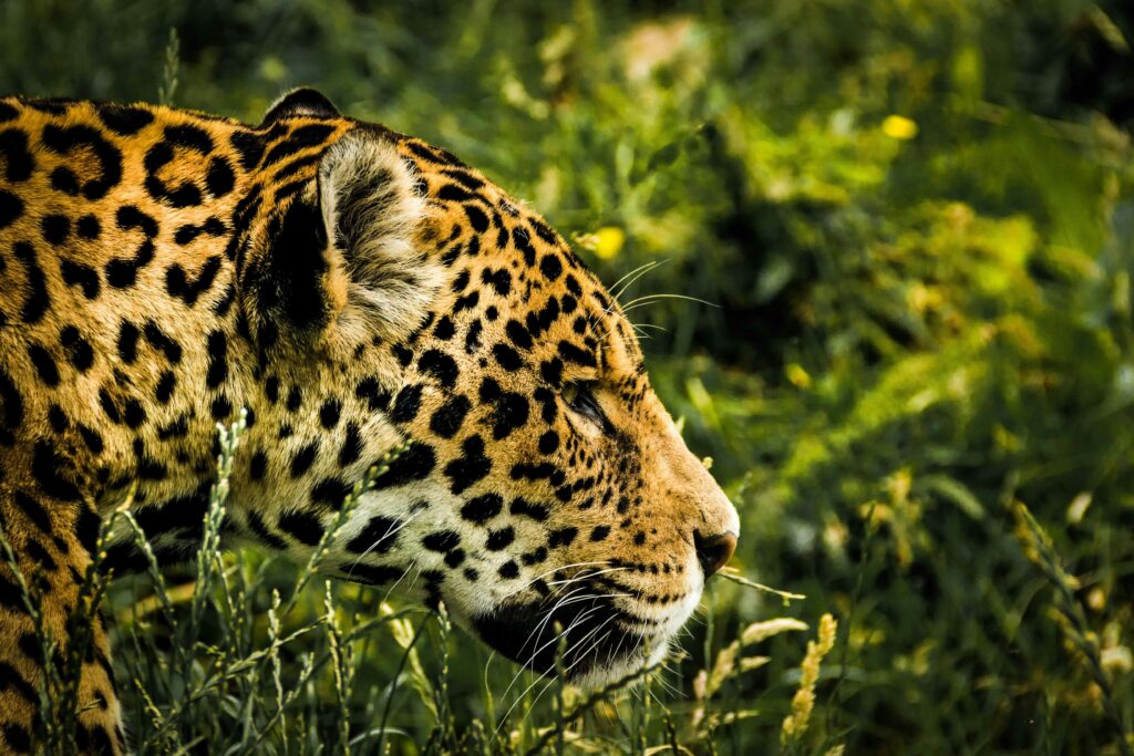 Tesouros da Amazônia