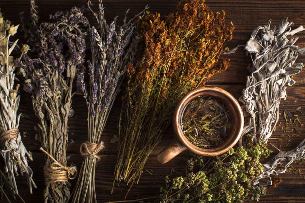 Flora Medicinal Brasileira