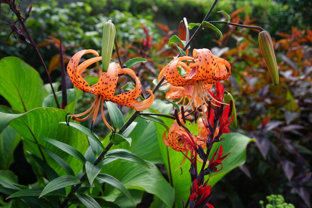 Flora amazônica