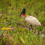 Pantanal