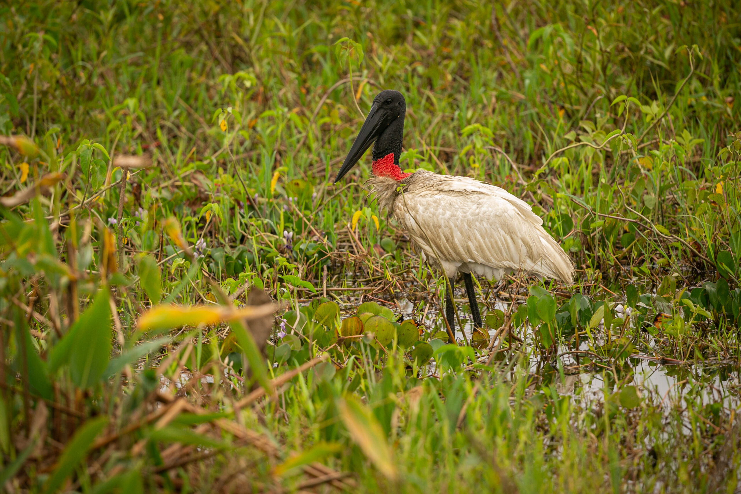 Pantanal