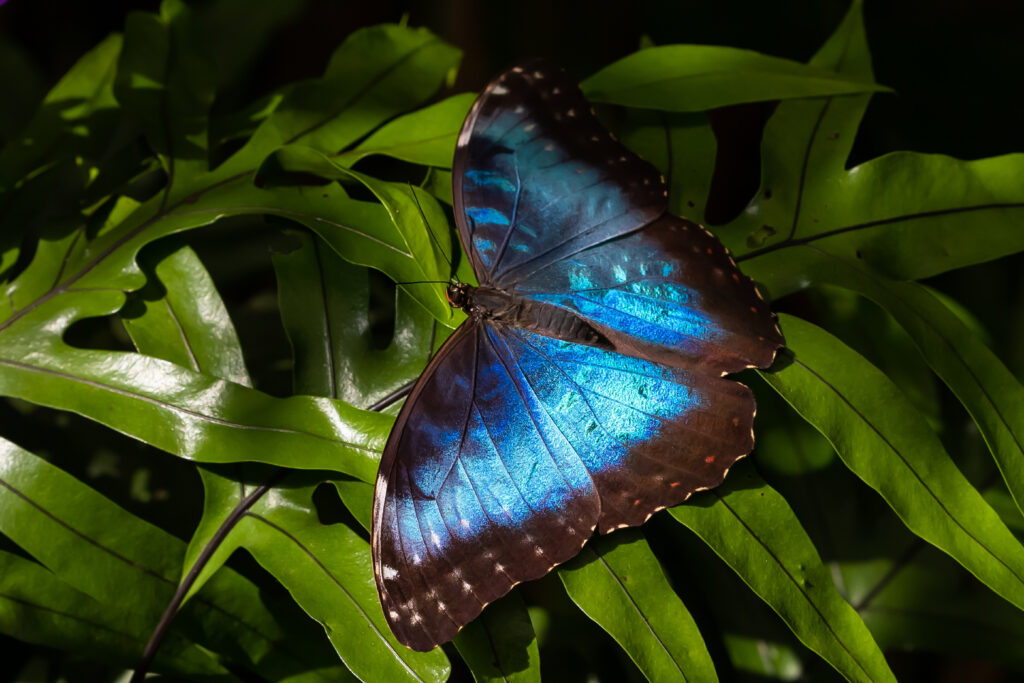 Fauna amazônica