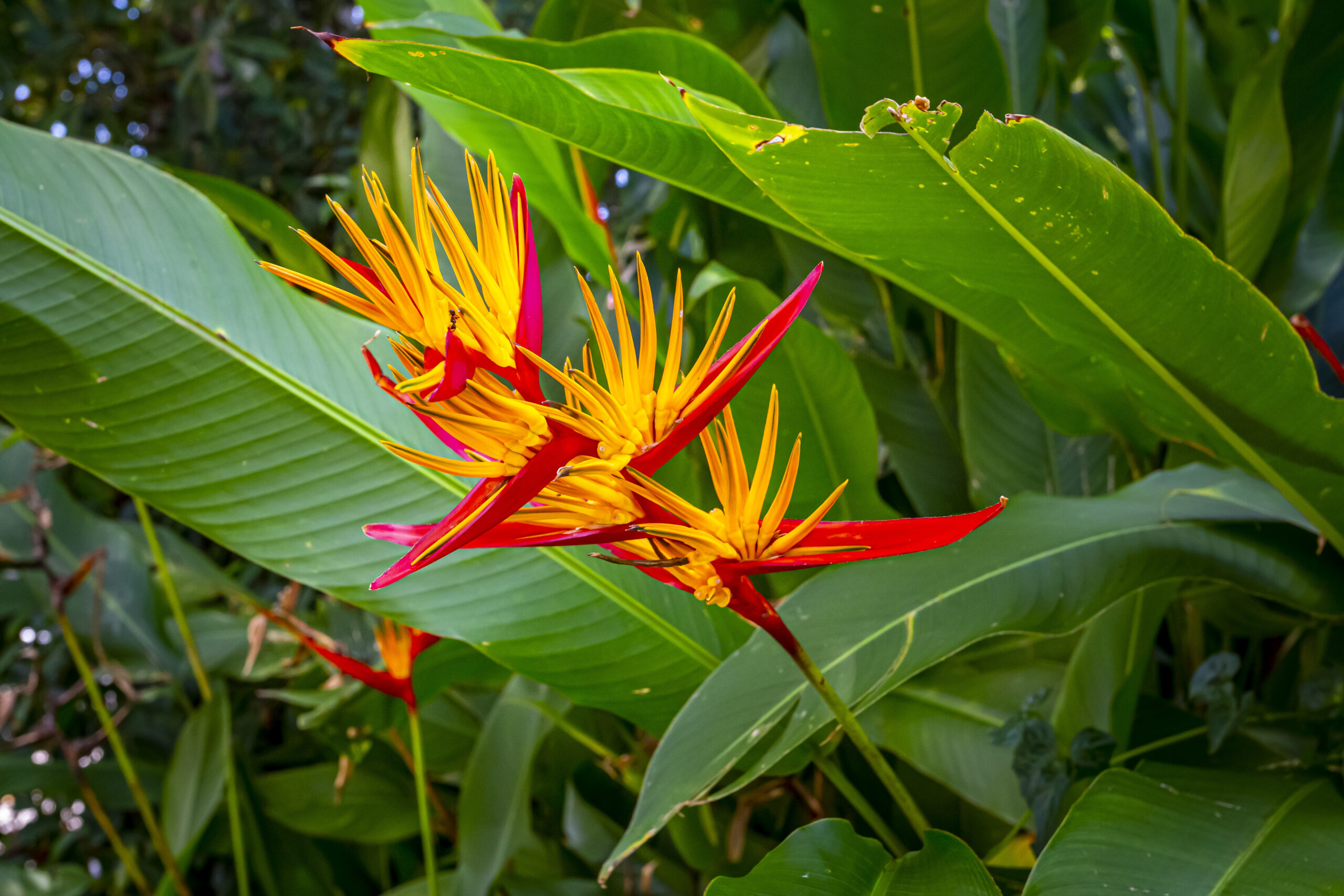 Flora amazônica