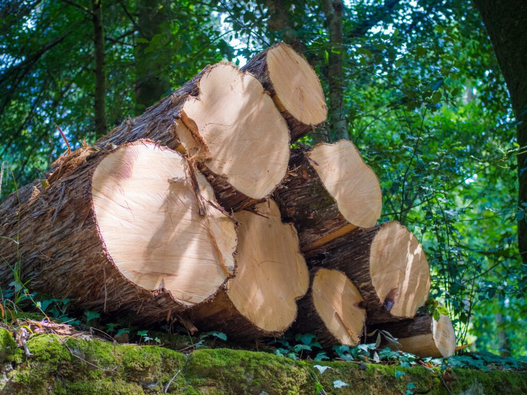 Floresta Amazônica