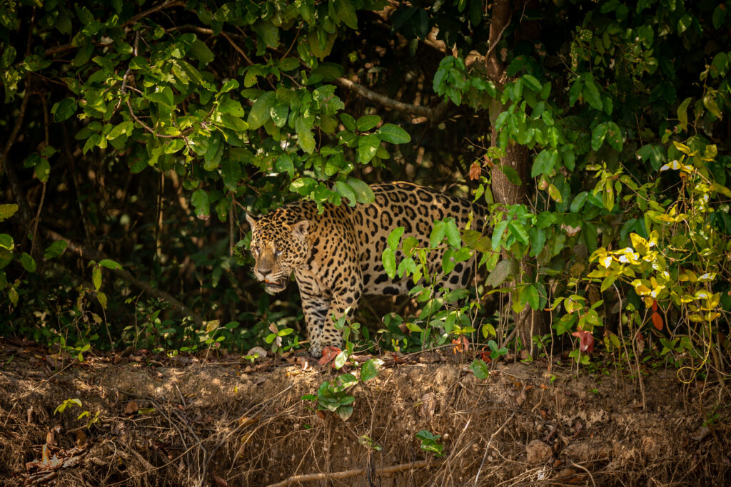 Pantanal