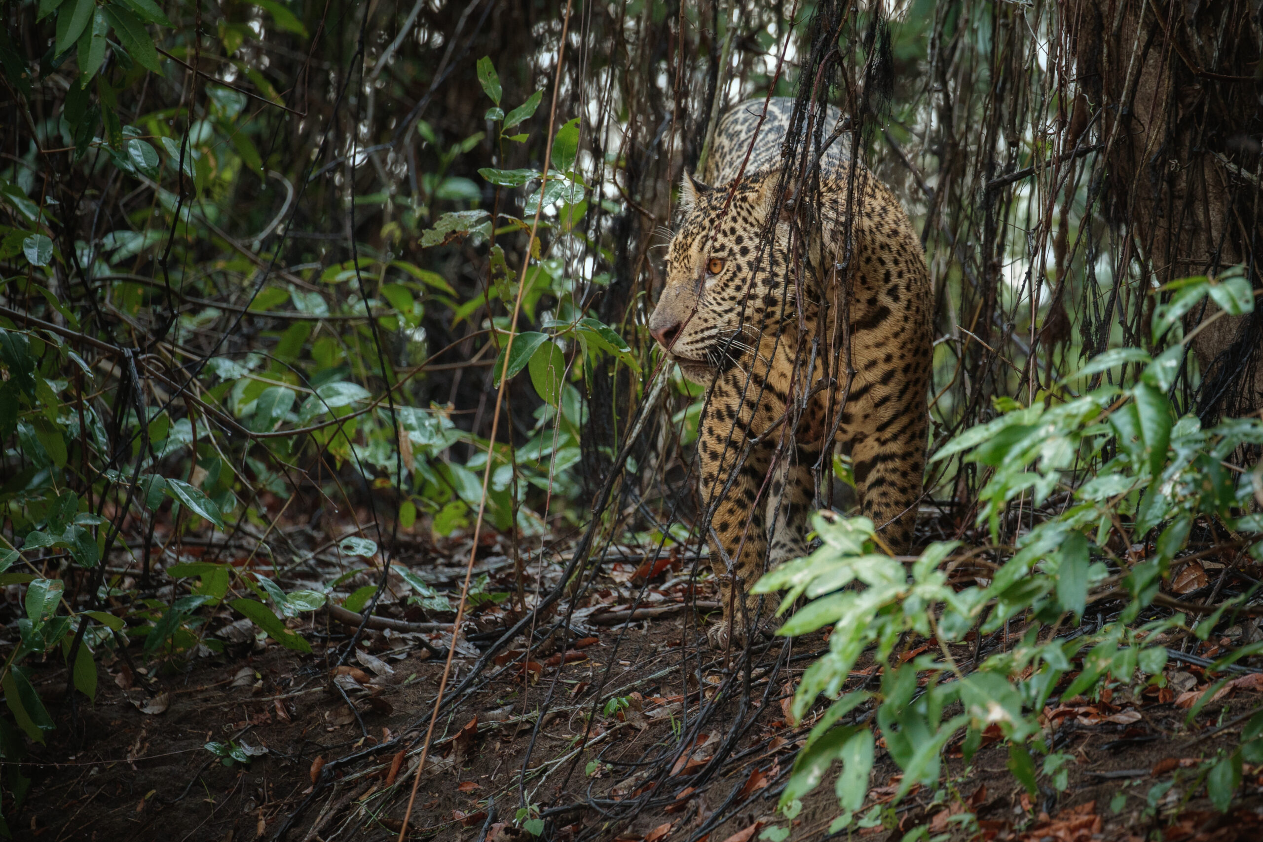 Floresta Amazônica