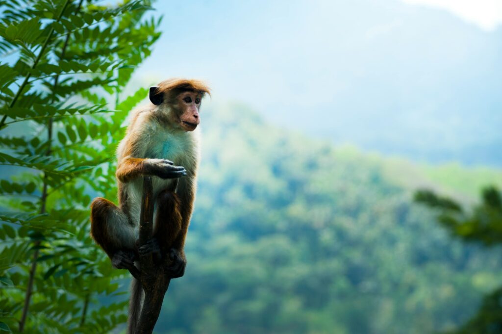 Amazônia