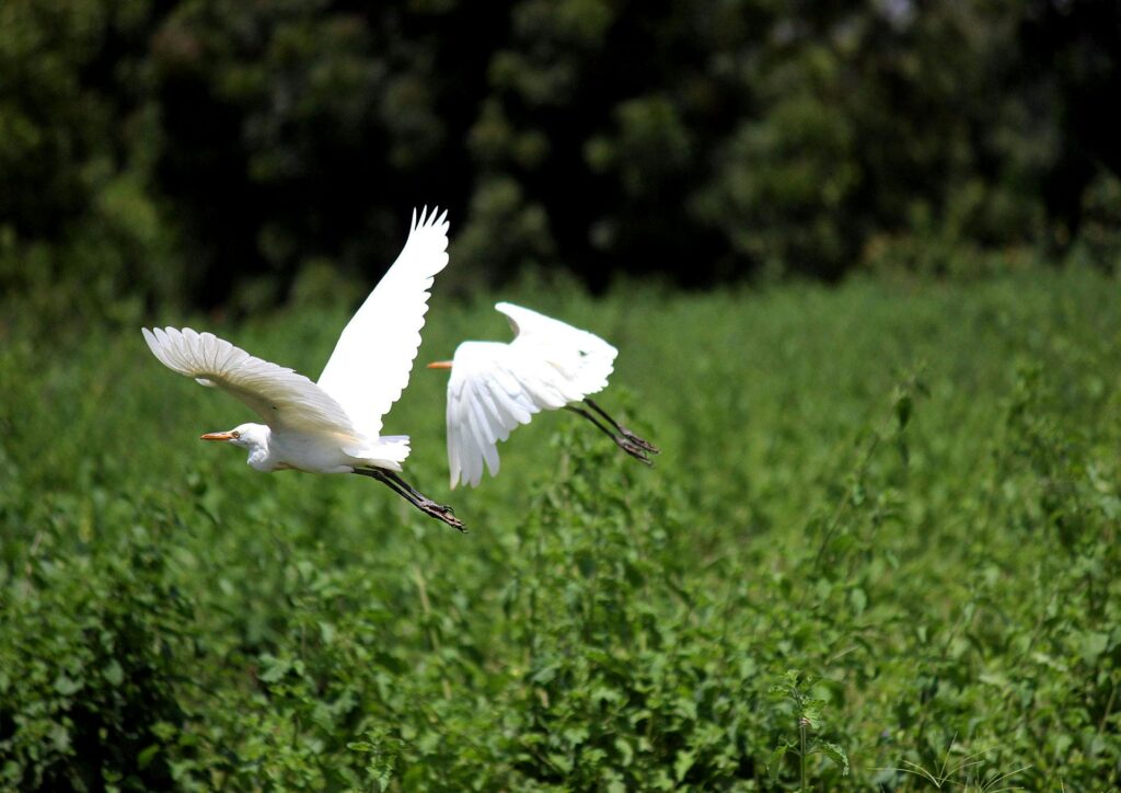 Pantanal