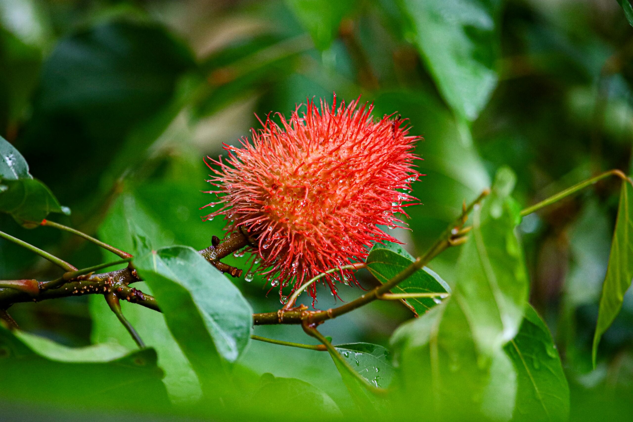 Urucum