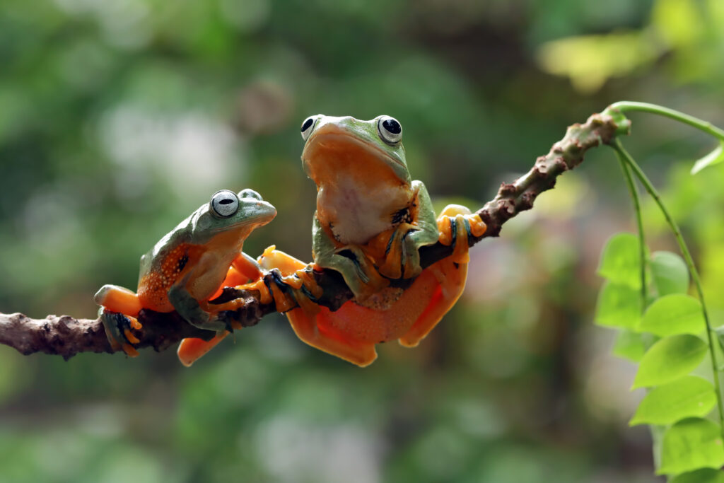 Fauna amazônica